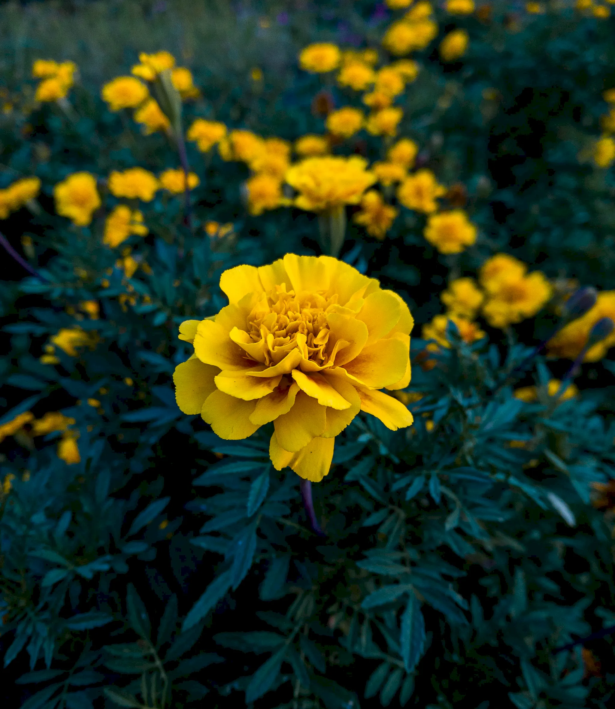 Golden Quiet