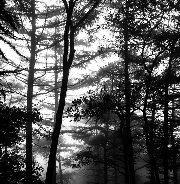 Fog
