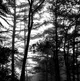 Fog in the forest