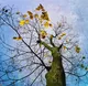 Veins of Winter