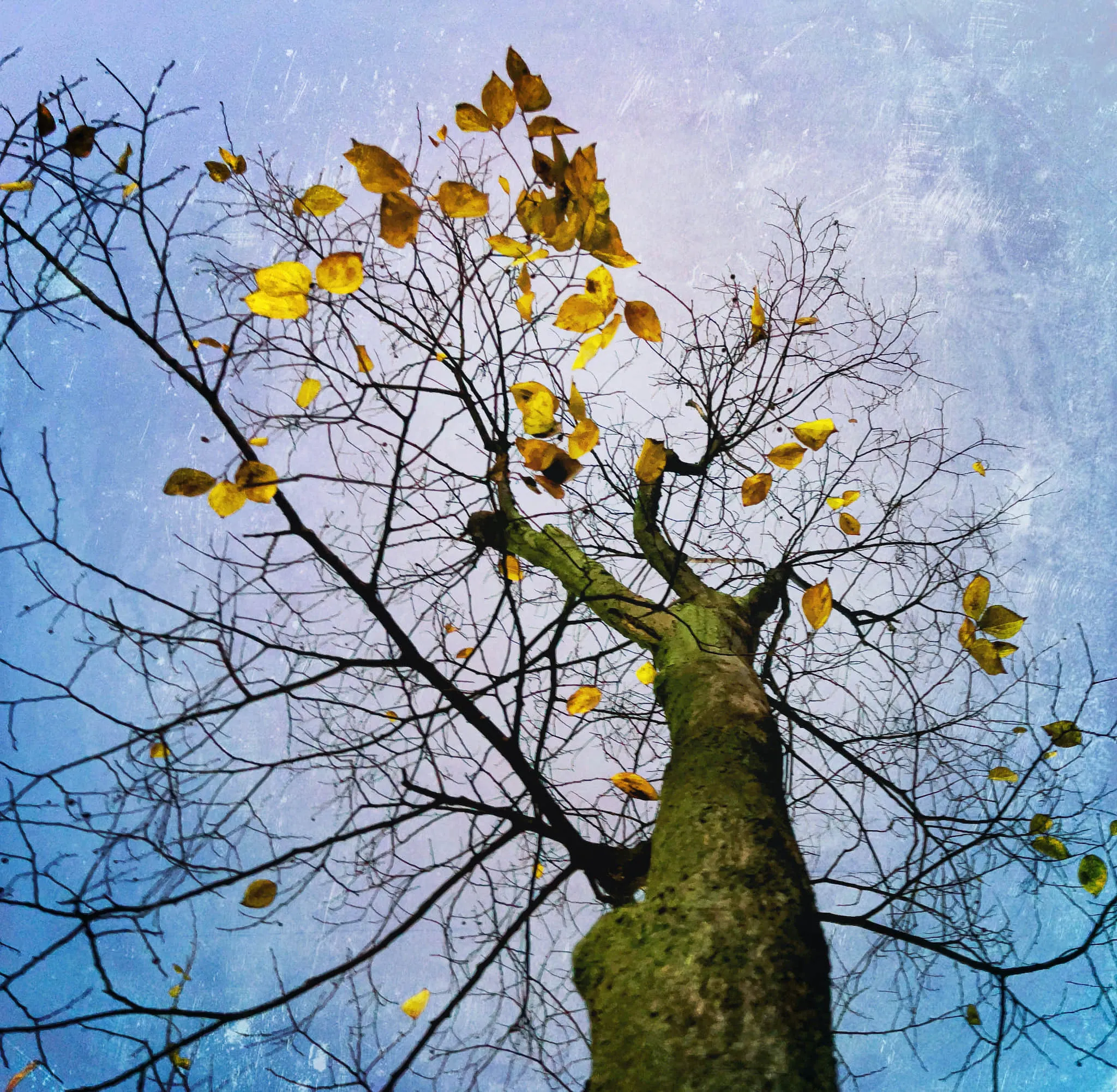 Veins of Winter