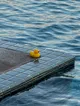 Quiet Companion by the Pool