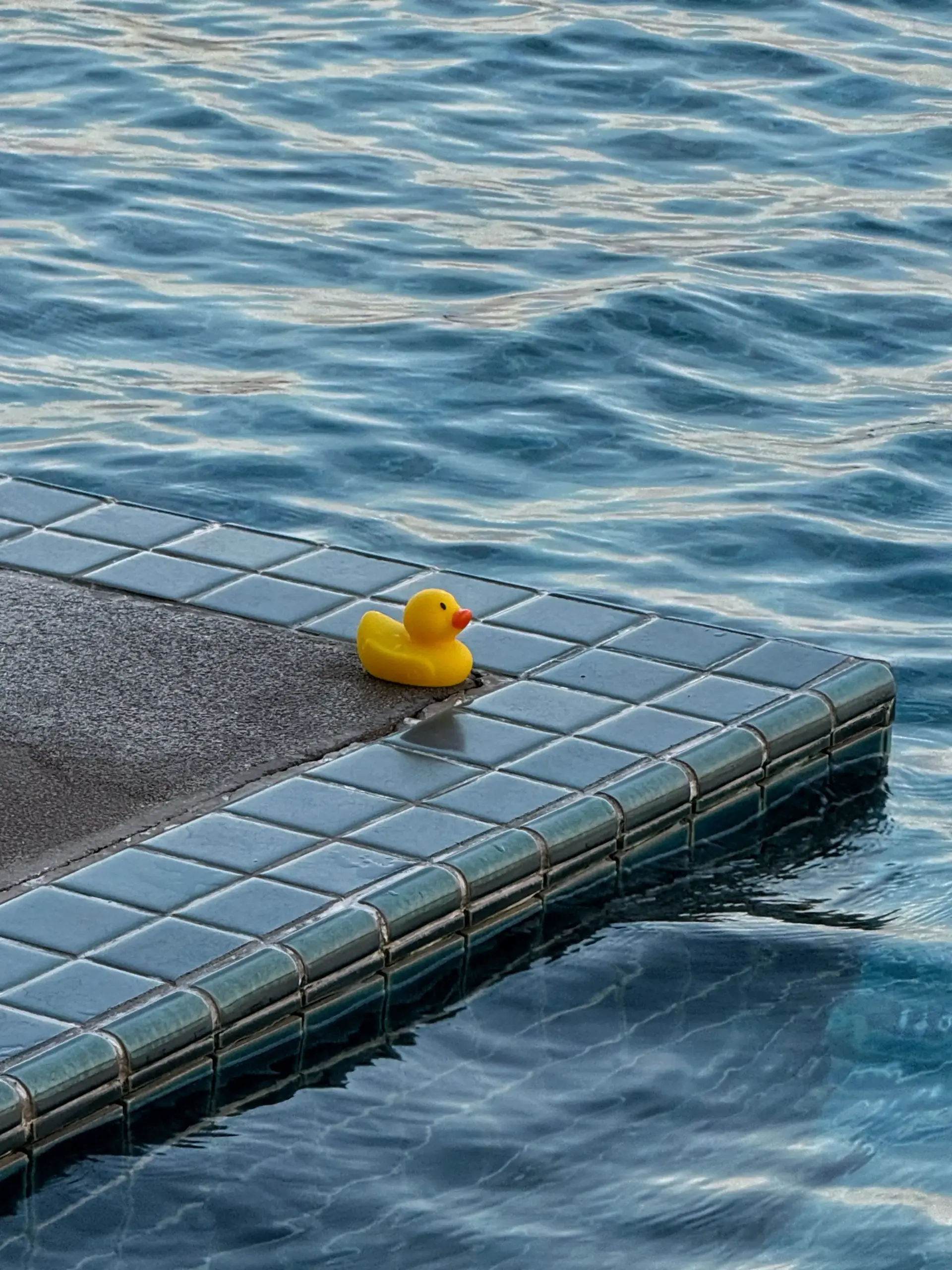 Quiet Companion by the Pool