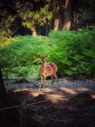 Morning Scenes of Nara
