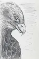 Eagle Profile Study - 2022
