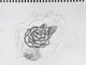 Rose Study Sketch - 2022