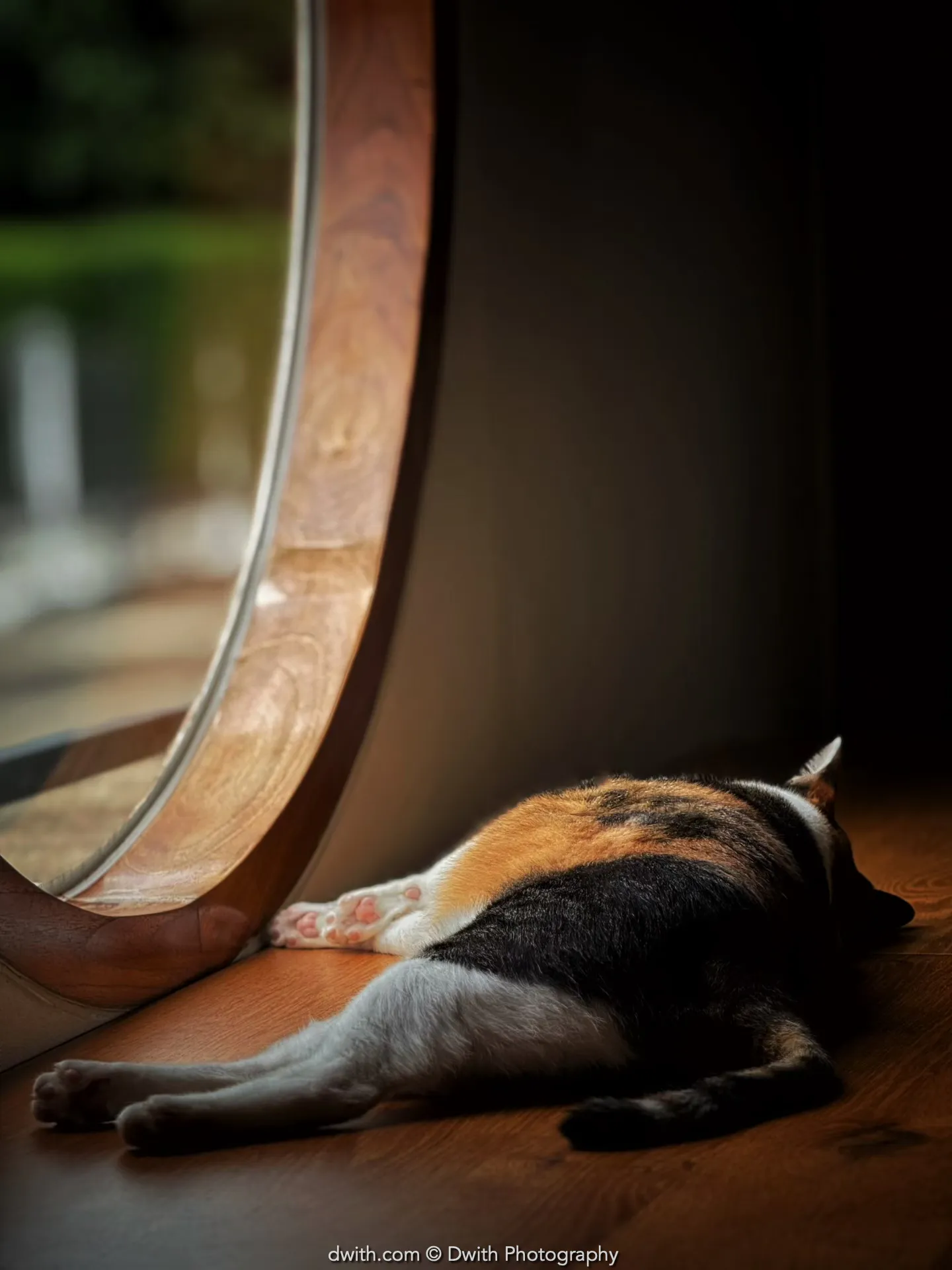 Afternoon Nap by the Window