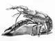 Crayfish Study in Graphite - 2024